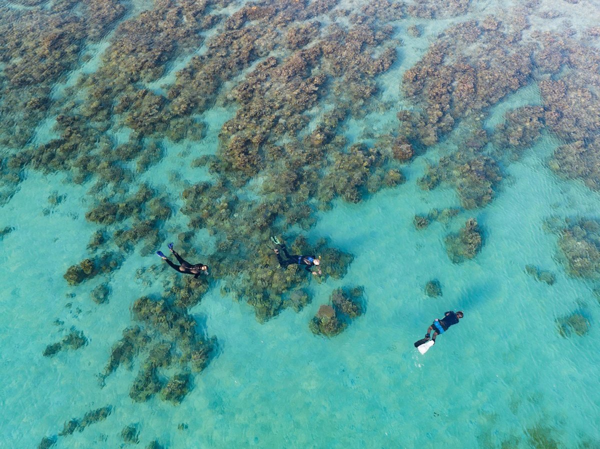 Snorkeling over coral near Moyo Island