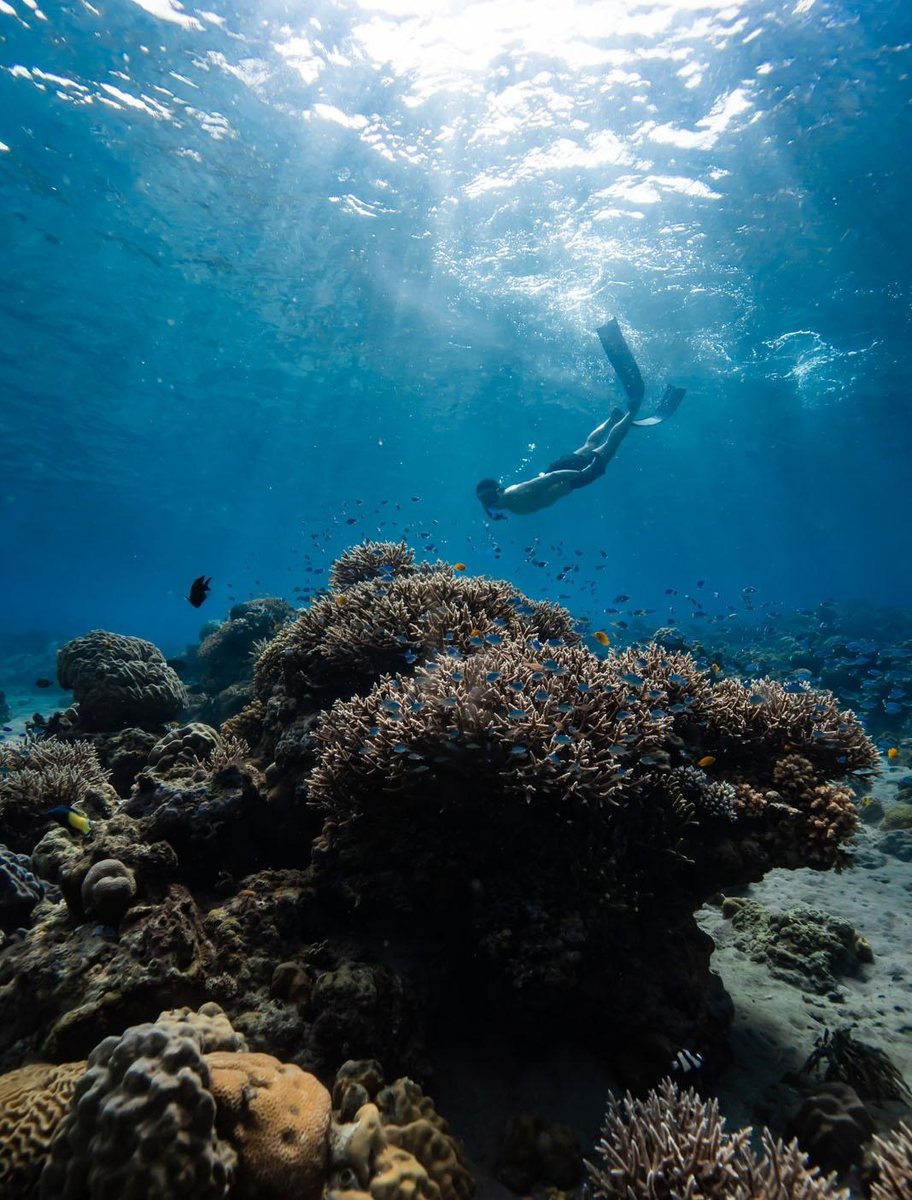 Free diving above coral reef