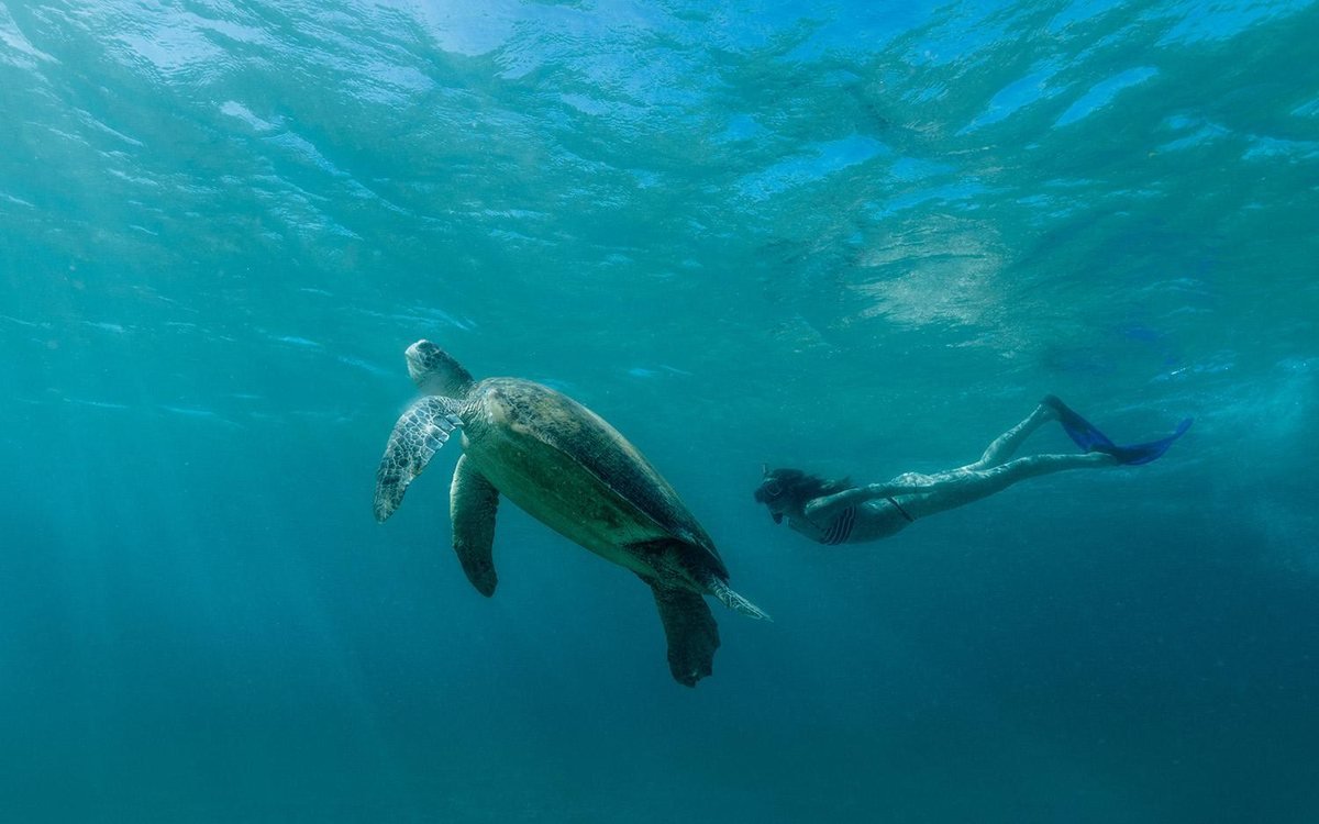 Snorkeling with a sea turtle