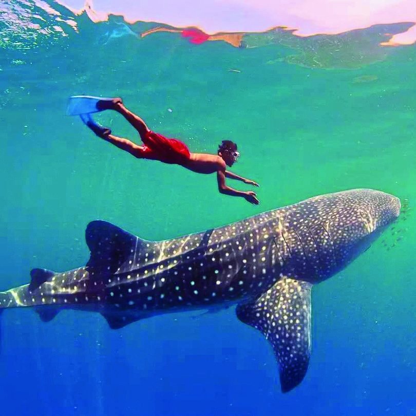 Swimming with a whale shark in Saleh Bay