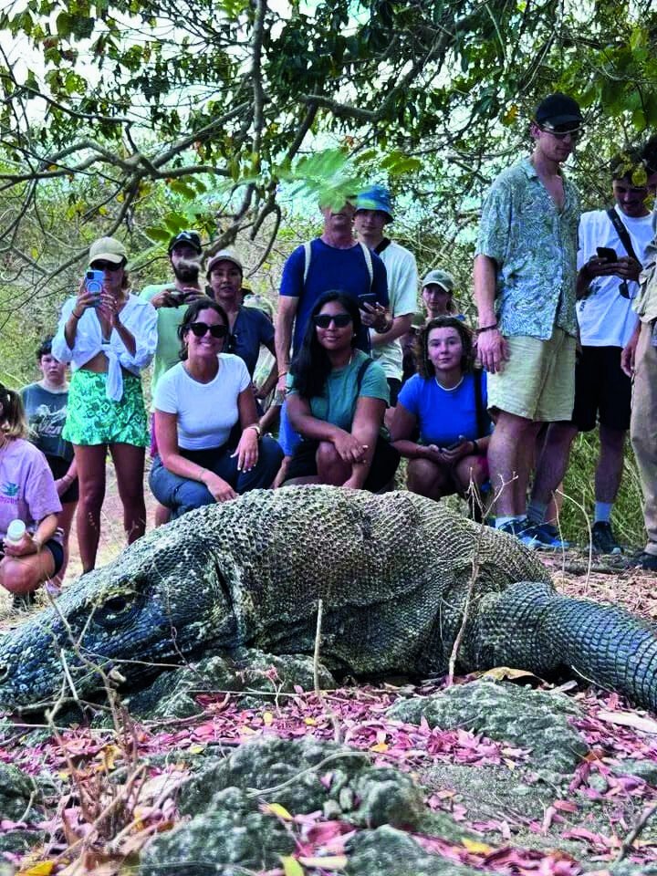 Guests observing a Komodo dragon in Komodo National Park