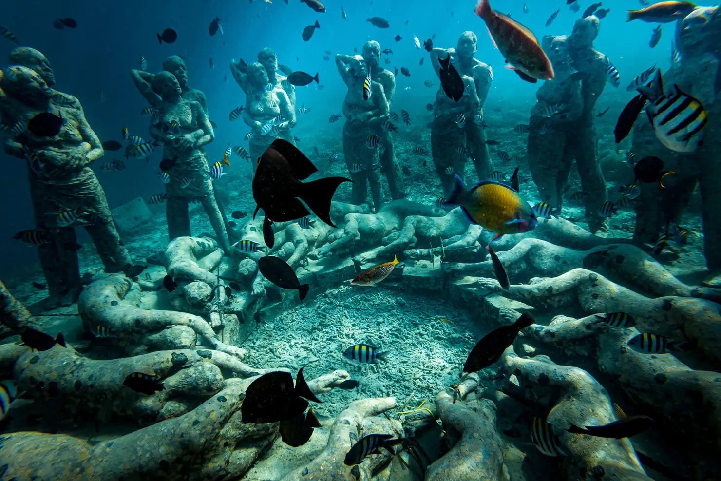 Reef fish around the underwater sculpture park