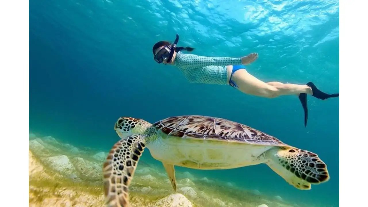Sea turtle swimming near the reef