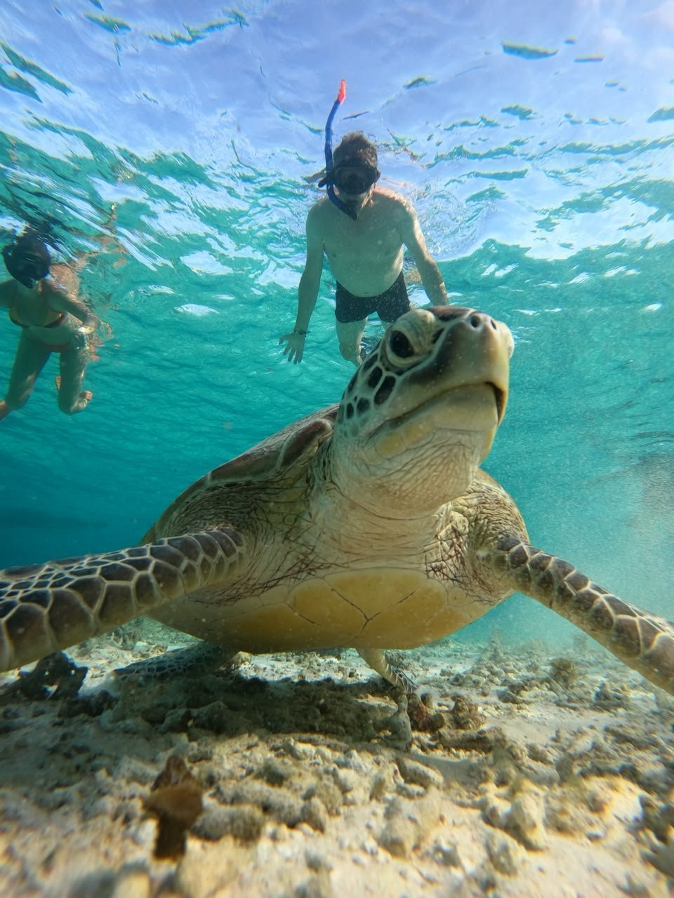 Sea turtle close-up during a Trans Gili snorkeling trip