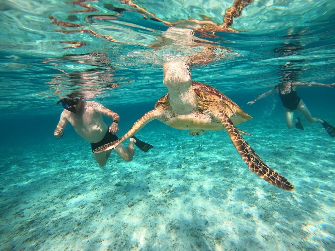 Guests snorkeling with a sea turtle